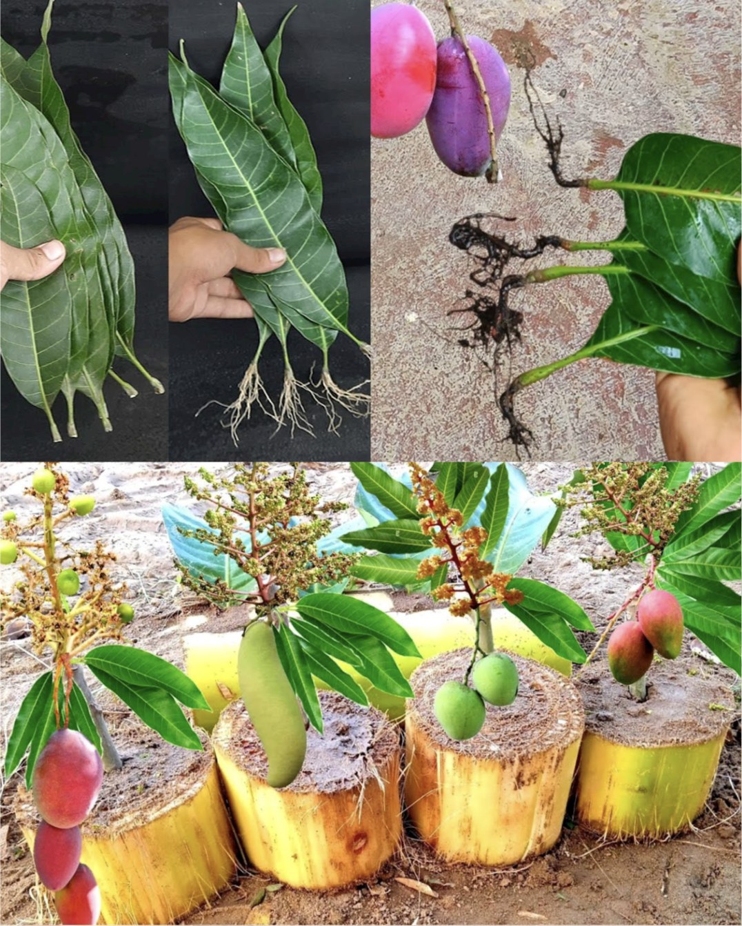 How to Grow a Mango Tree from Leaves: A Fun and Rewarding Journey