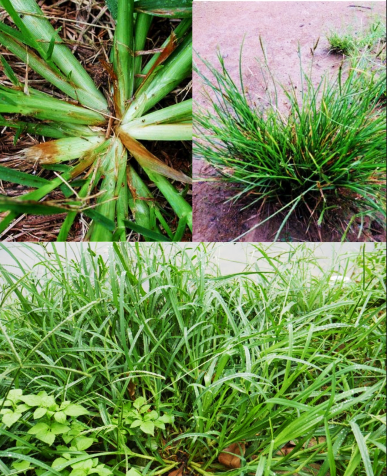 The Healing Power of Goose Grass: Nature’s Backyard Miracle