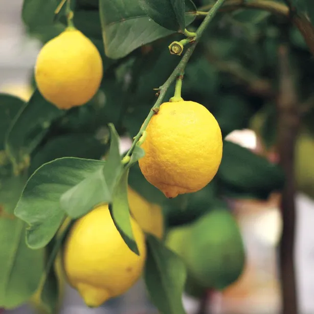 An Unconventional Method for Growing Lemon Trees from Seed