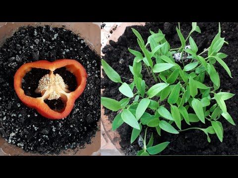 How to Grow Peppers at Home: Secrets to Abundant Production