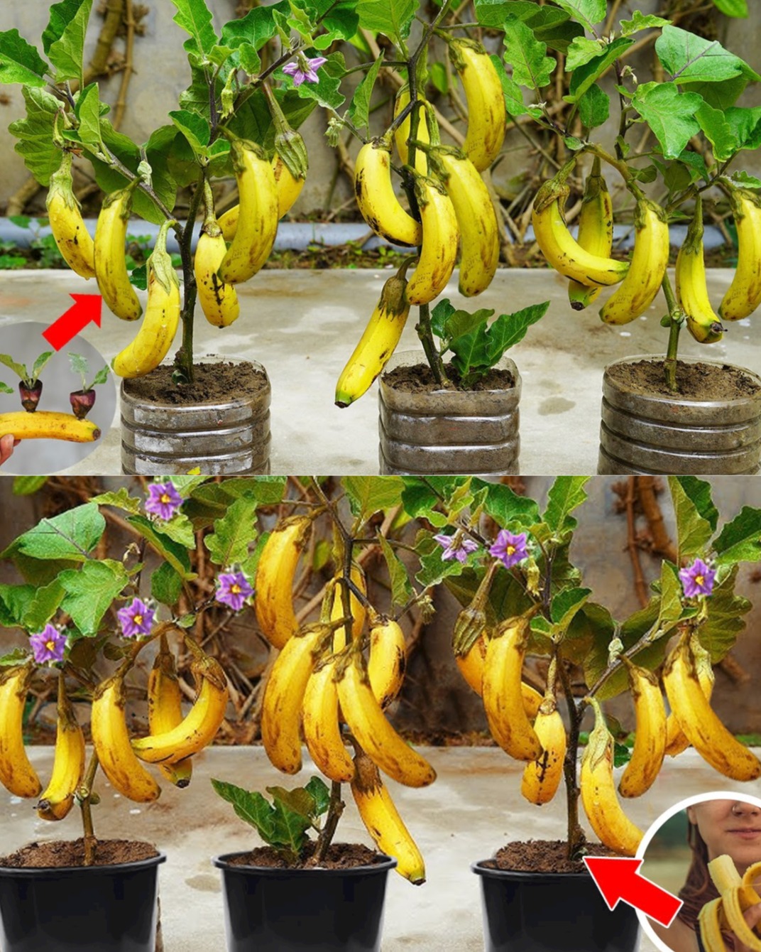 Growing Eggplant with Banana at Home – Easiest Trick