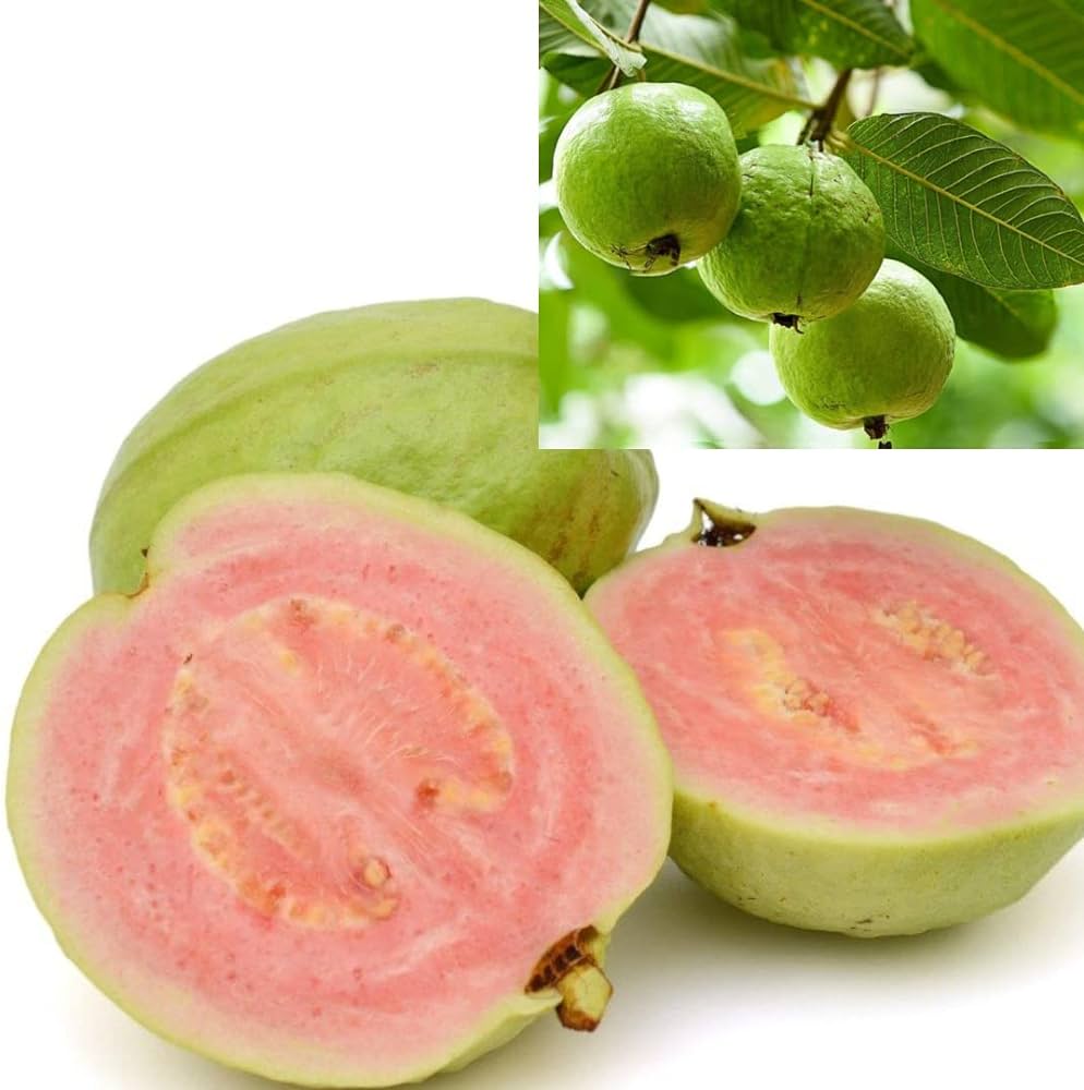 How to Grow Guava at Home in Pots and Enjoy a Bountiful Harvest