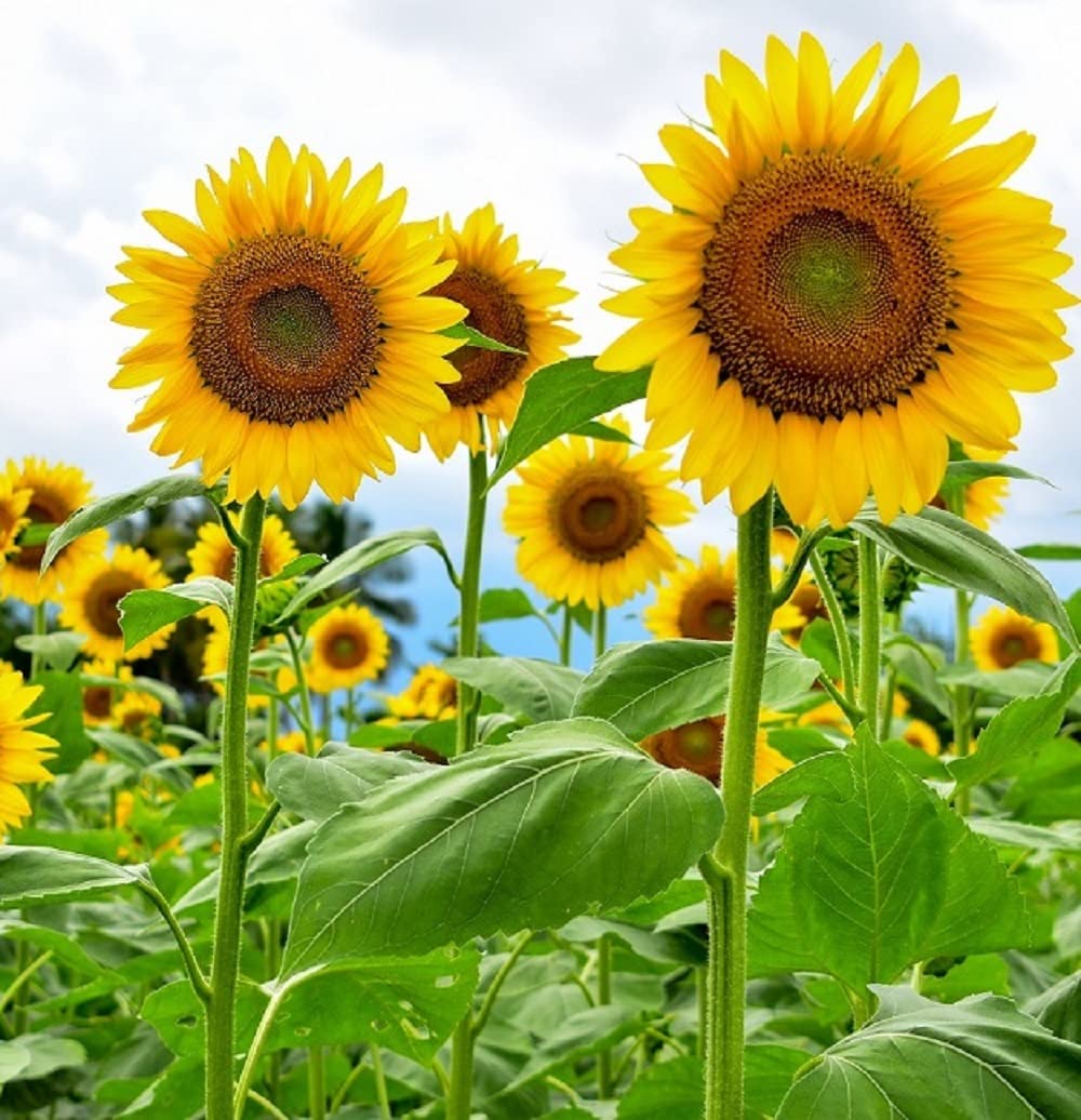 Build a Stunning Sunflower Circle in Your Backyard with This Step-by-Step Guide