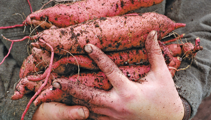 A Beginner’s Guide to Growing Sweet Potatoes in Soil Bags