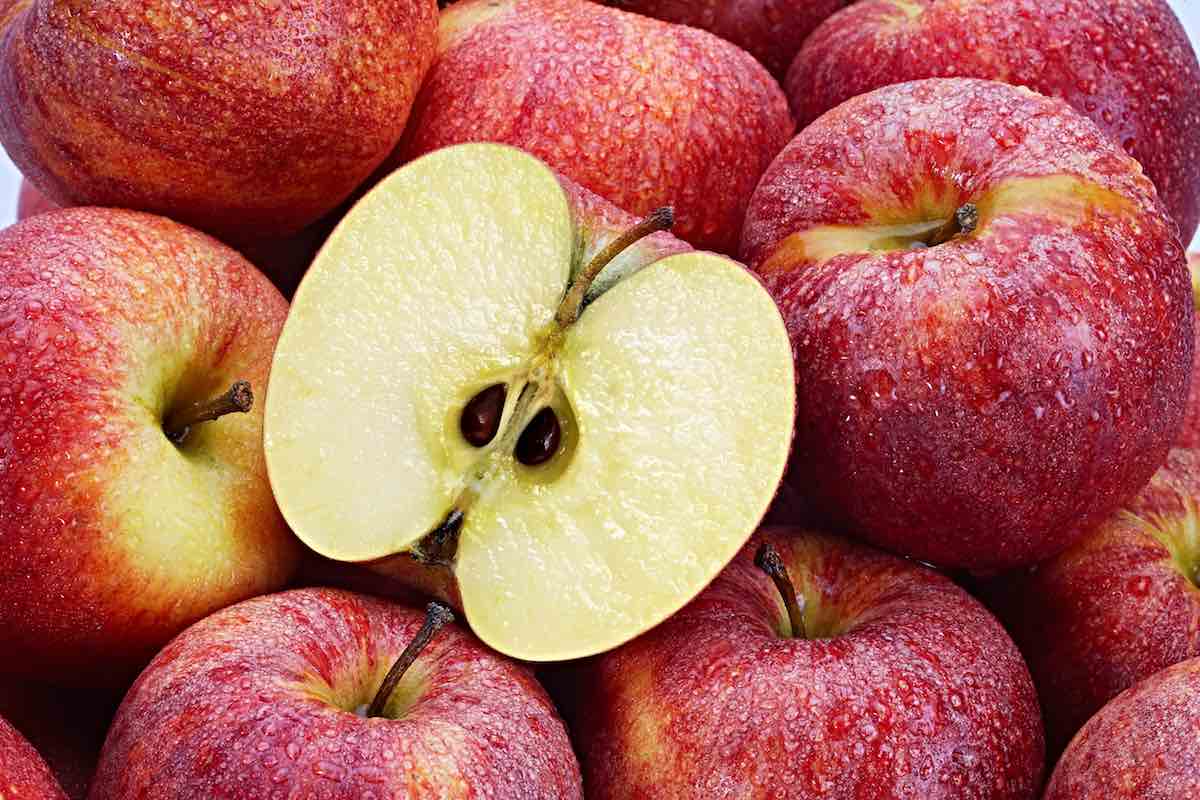 Growing an Apple Tree from Seeds: A Step-by-Step Guide for Year-Round Enjoyment