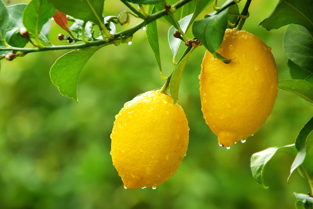 A Simple and Hassle-Free Method to Grow Your Own Lemon Trees