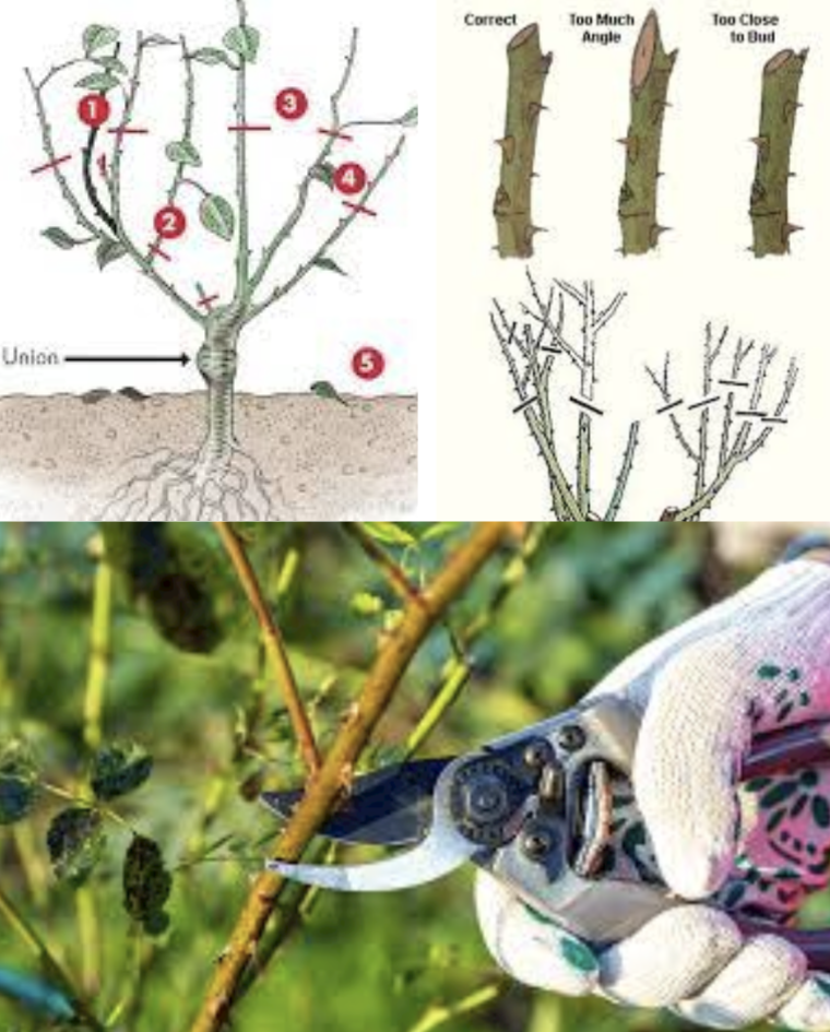 The Basics of Pruning Your Rose Bush: A Simple Step-by-Step Guide