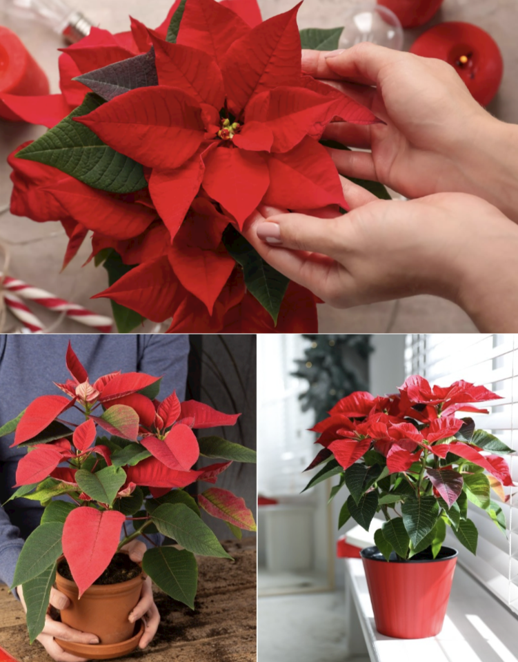 Keep Your Christmas Flower Blooming All Year Round