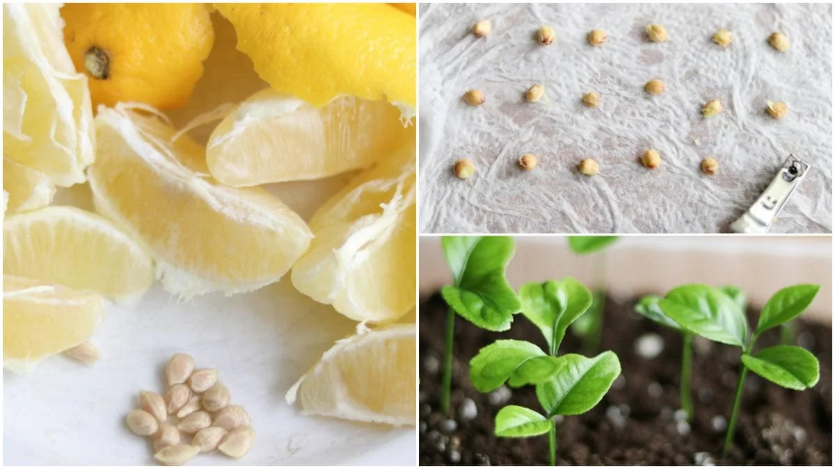 Discover the Magic of Growing Your Own Lemon Tree