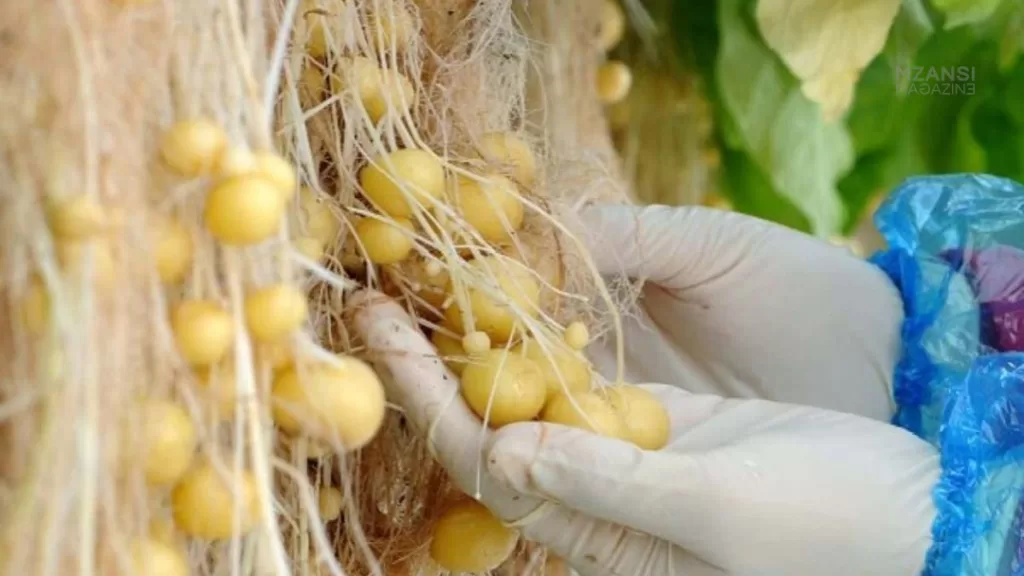 How to Grow Potatoes Without Soil