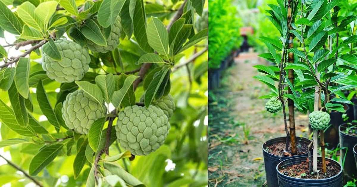 Master the Art of Growing Sweetsop Trees from Seed at Home