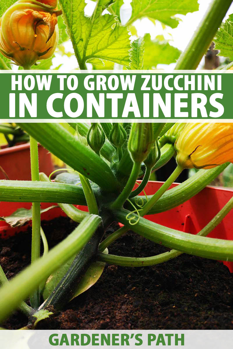 A Guide to Growing Zucchini in Containers: Easy Tips for Seniors