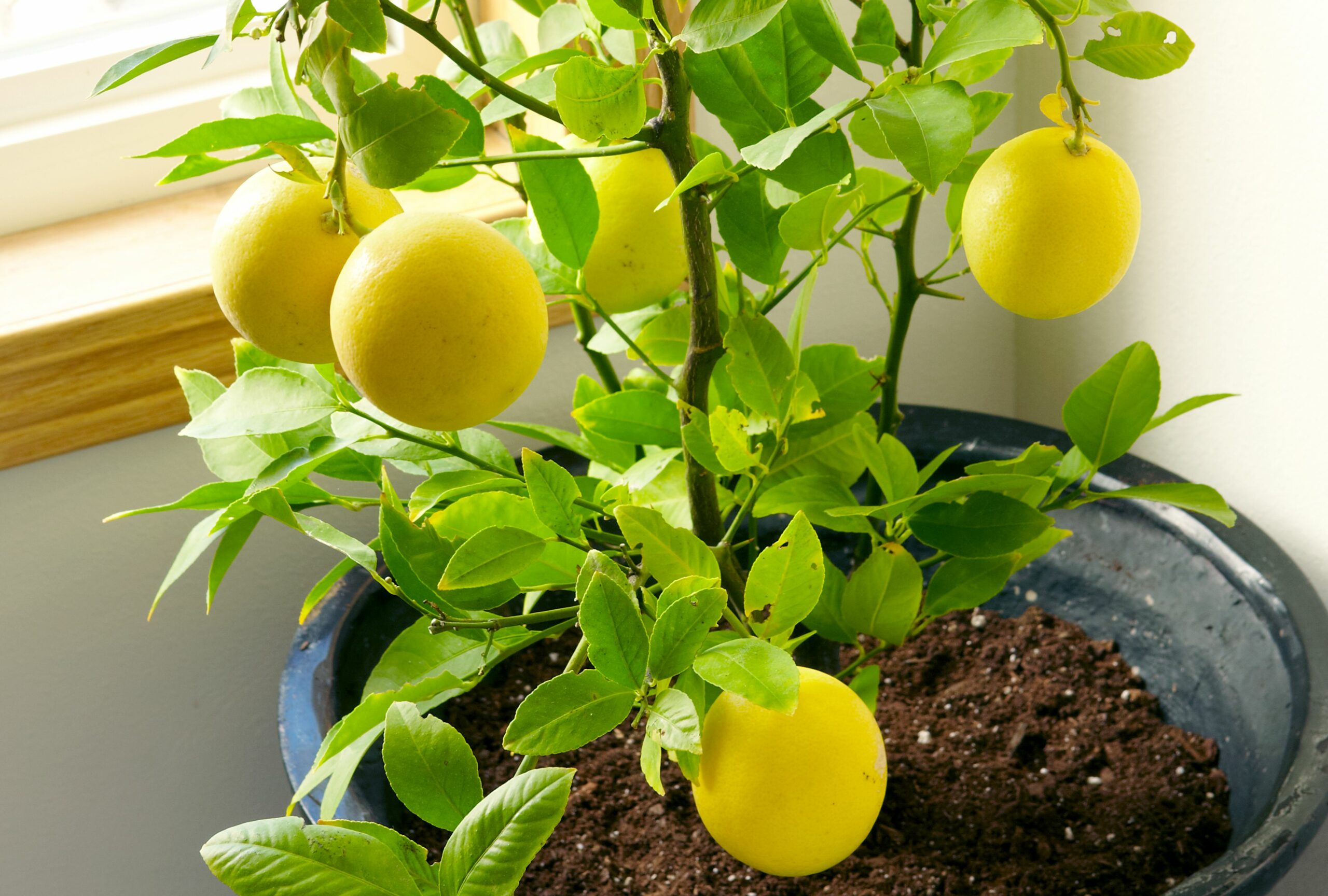 A Simple and Hassle-Free Method to Grow Your Own Lemon Trees from Cuttings