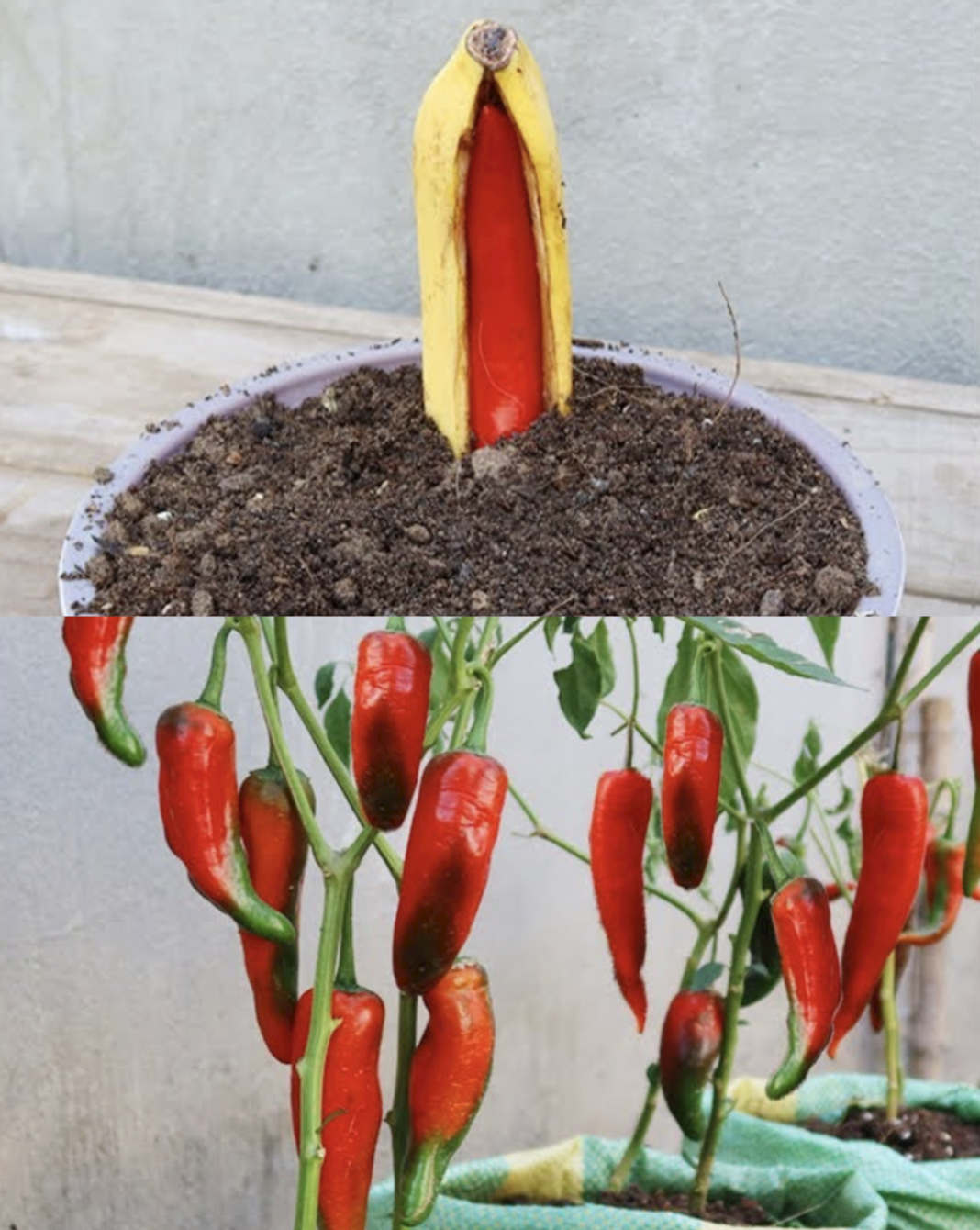 A Step-by-Step Guide to Propagating Chili Peppers in Bananas: A Unique Gardening Adventure