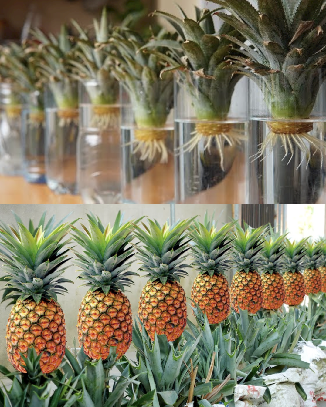 Growing Pineapples in Water: A Simple Guide for Beginners