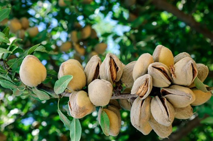 How to Grow an Almond Tree from Seeds at Home