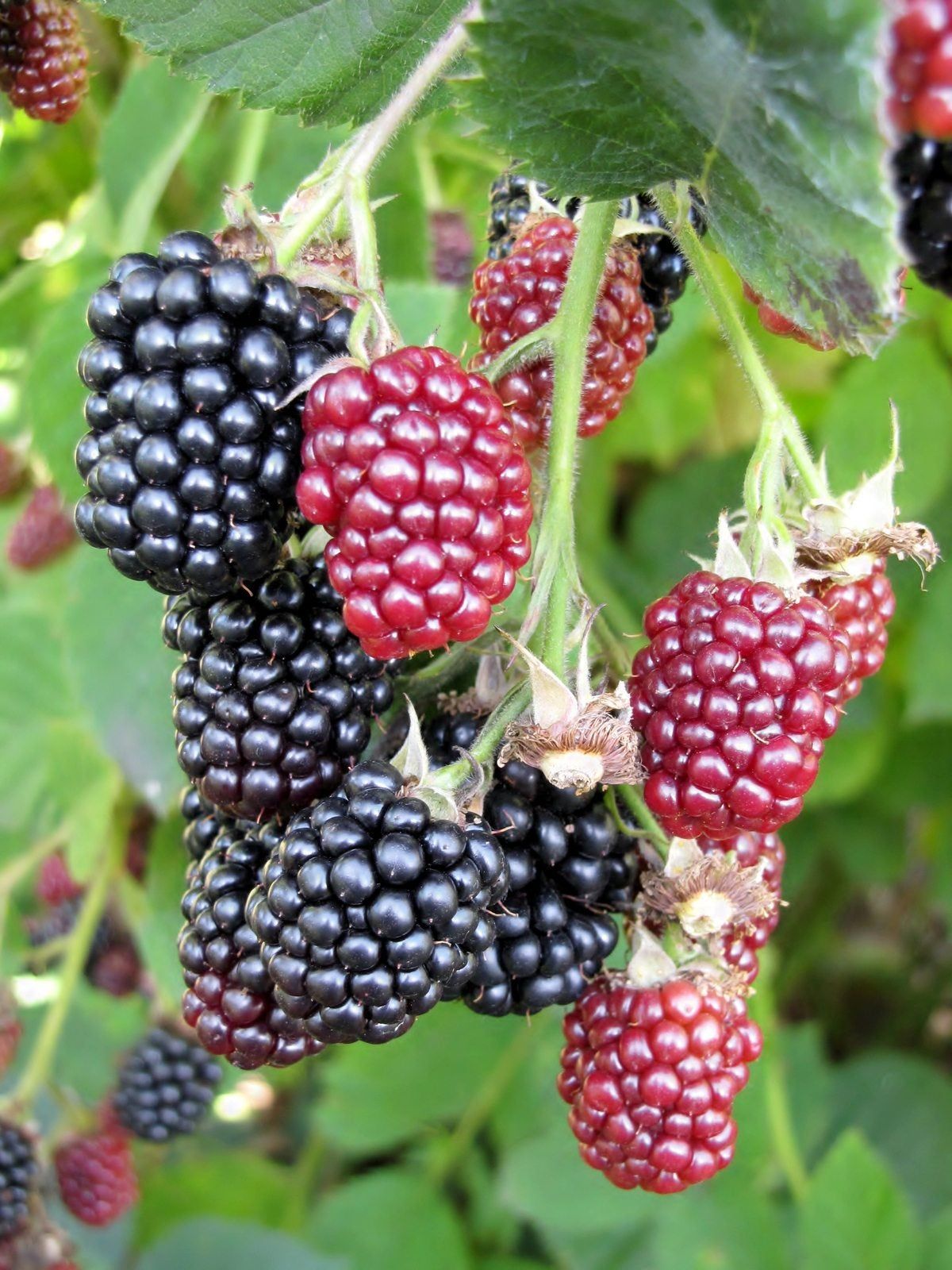 Growing Blackberries in Pots: A Guide for Home Gardeners