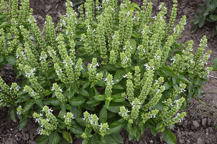 The Hidden Value of Basil Flowers: Don’t Throw Them Away!