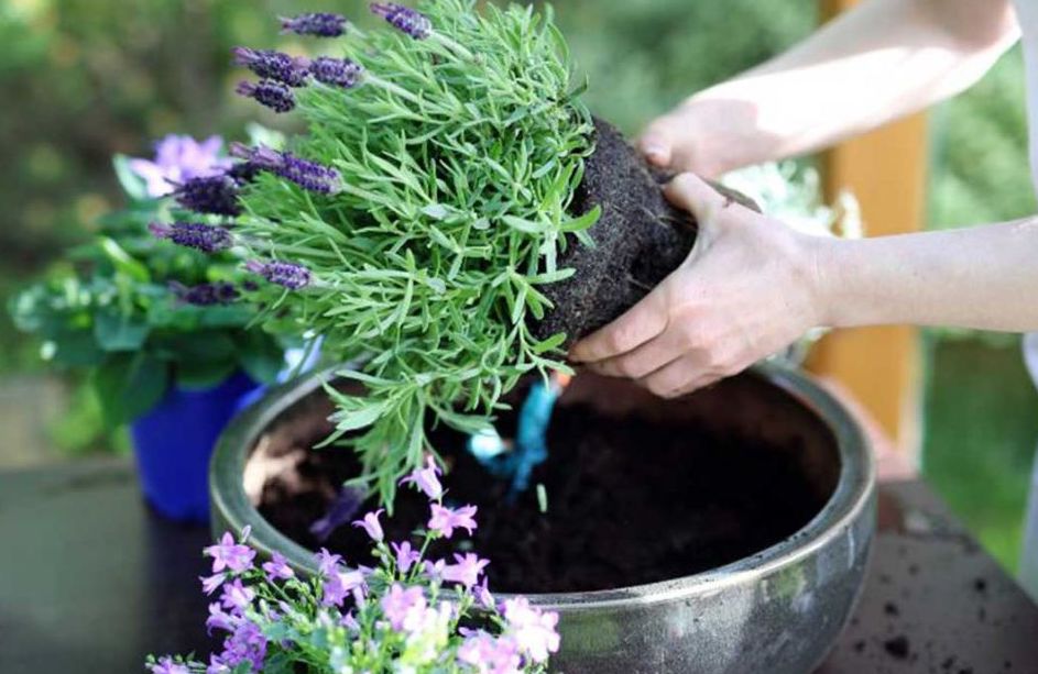 6 Tips for Growing Beautiful Lavender