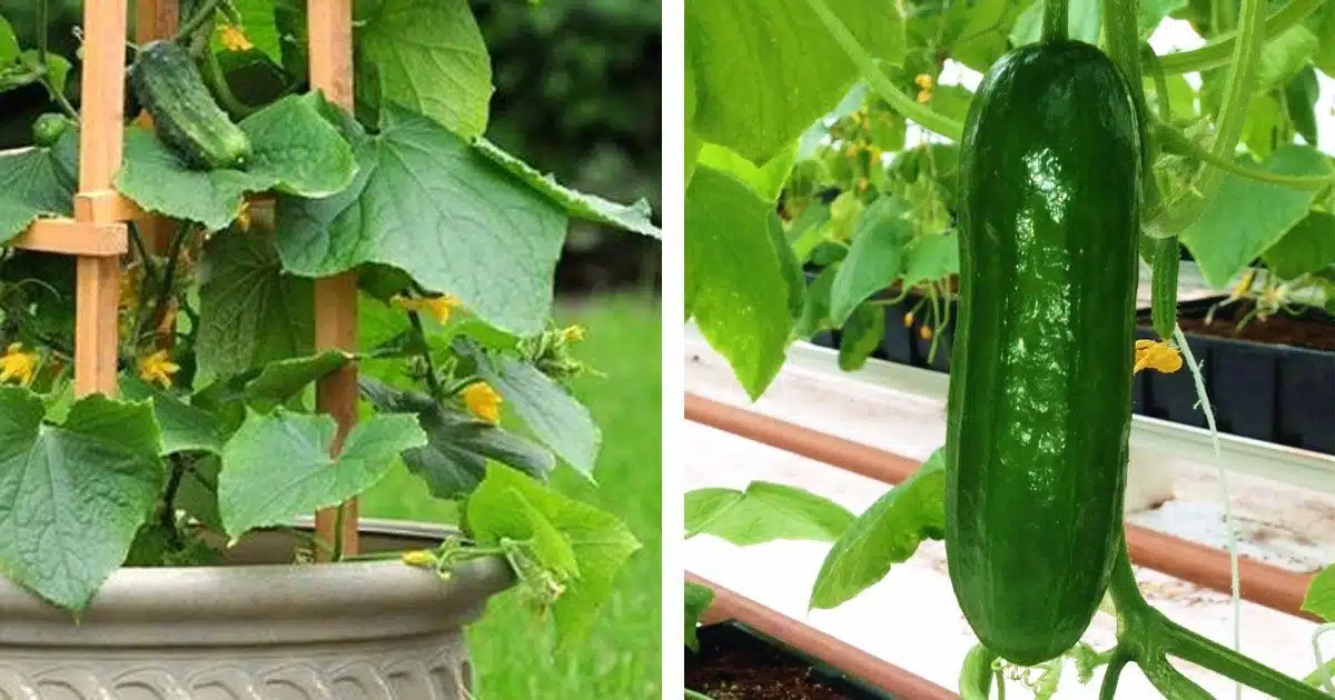 Growing Cucumbers the Right Way: Vertical Gardening