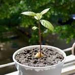 Learn How to Grow Avocado in a Pot