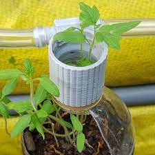 How to Easily Water Your Vegetables with a Bottle