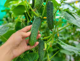 Mistakes to Avoid When Planting Cucumbers