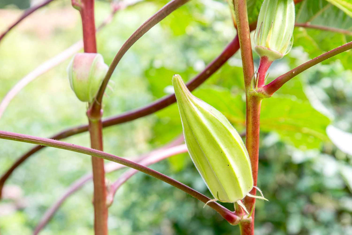 Growing Okra: The Fastest and Most Rewarding Way