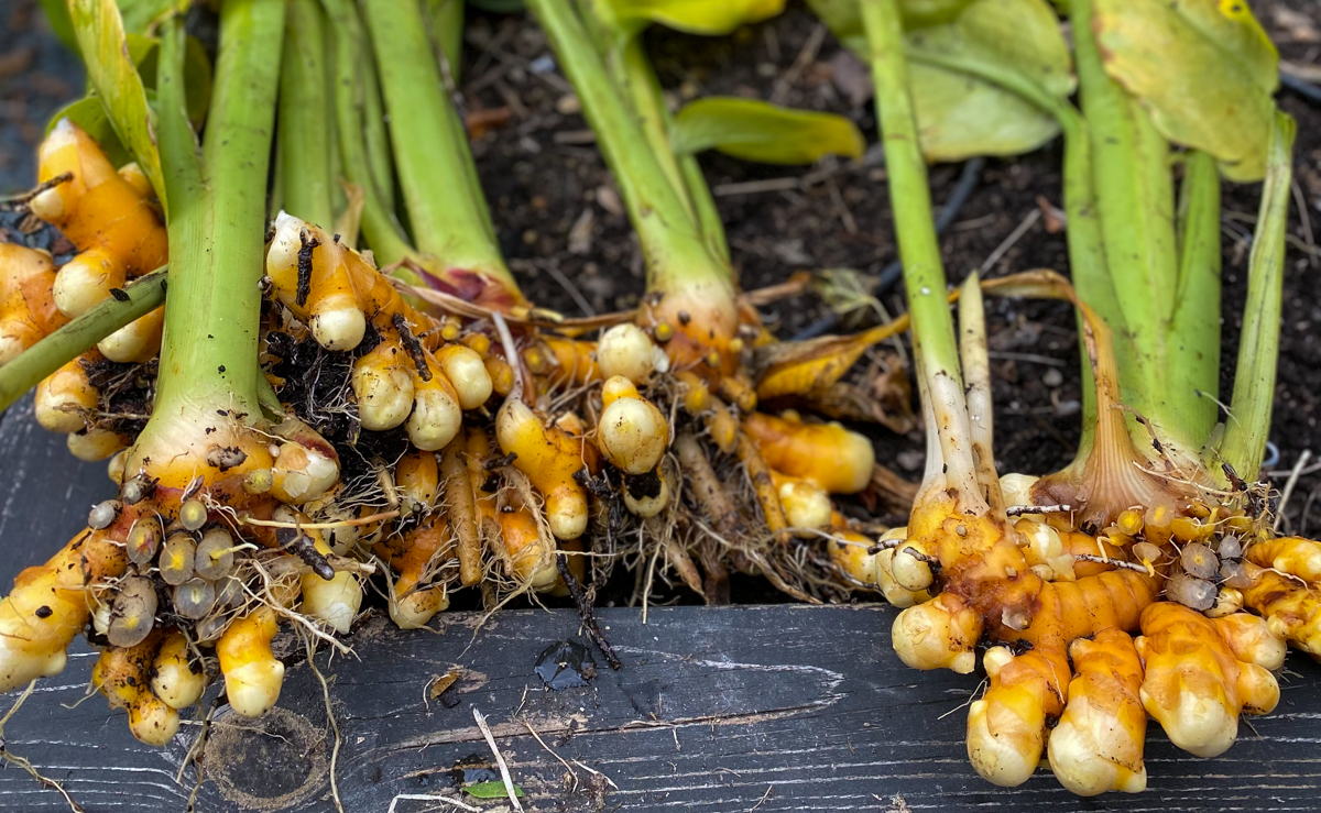 How to Grow Turmeric in Containers, in Any Zone