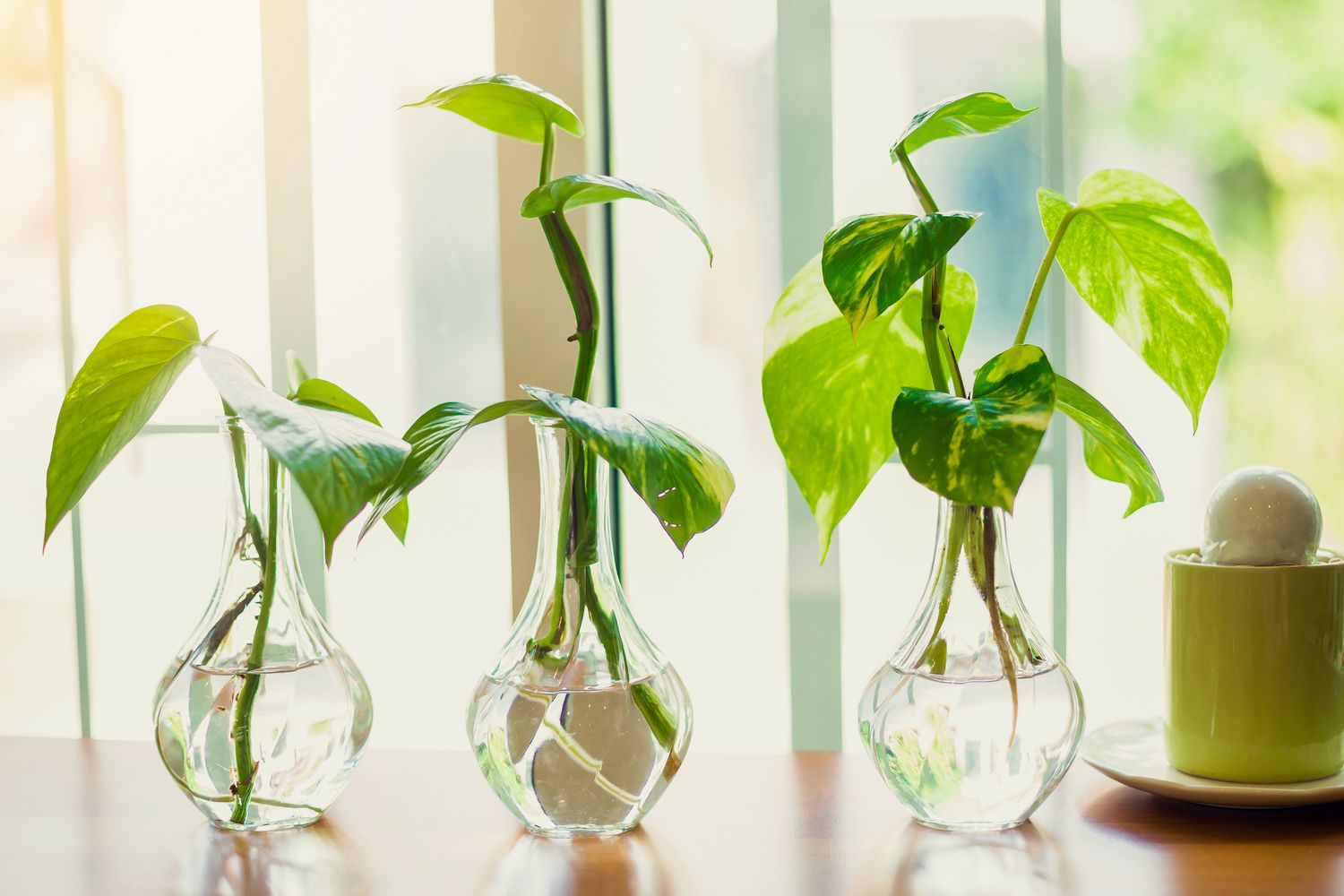 Indoor Water Plants: Easy Care for a Beautiful Home Environment