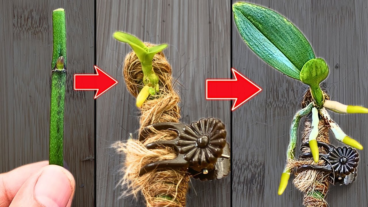 How to Easily Propagate an Orchid at Home with a Banana Peel