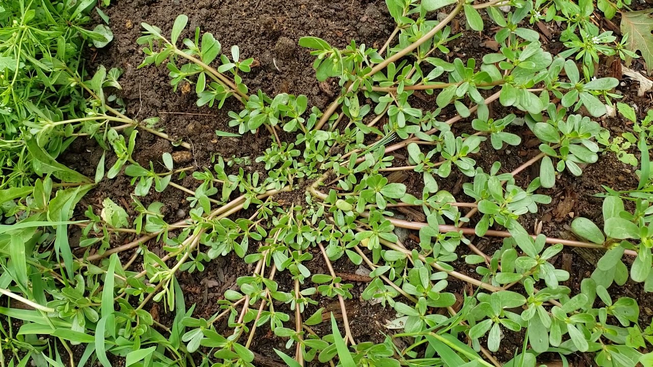 Discover the Delightful Purslane: A Guide for Eating and Enjoying