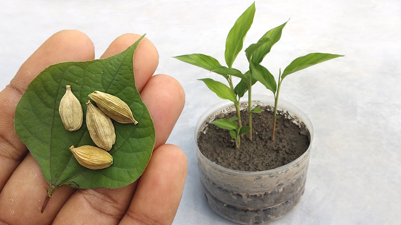 How to Cultivate Your Own Cardamom Plant and Enjoy Fresh Cardamom Pods