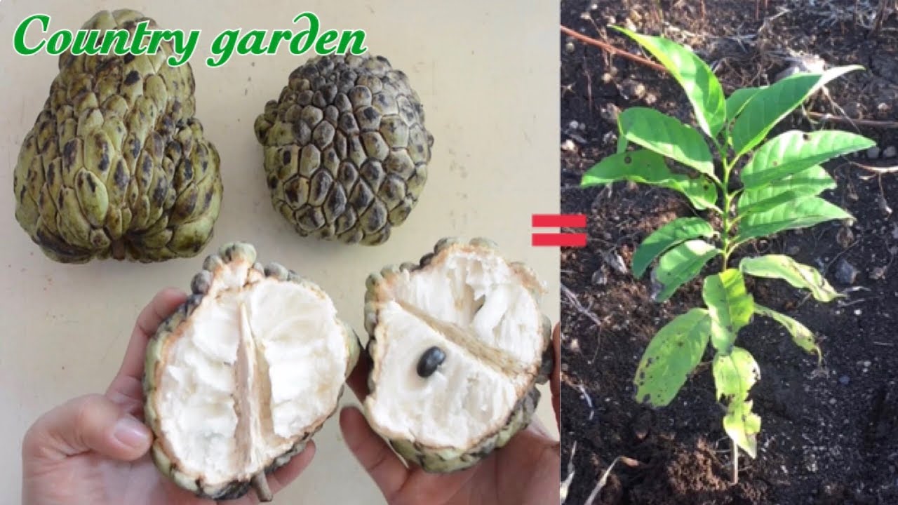 Master the Art of Growing Sweetsop Trees from Seed at Home