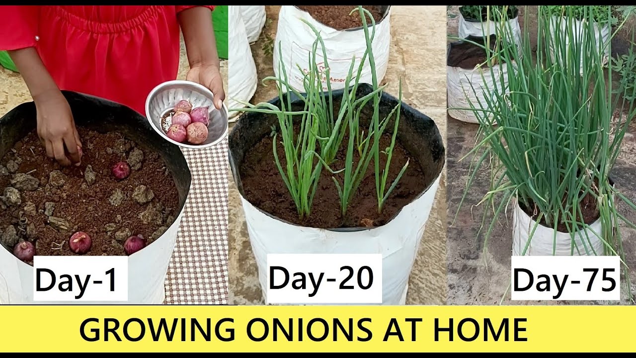 How to Grow Amazing Onions with the Chinese Planting Method