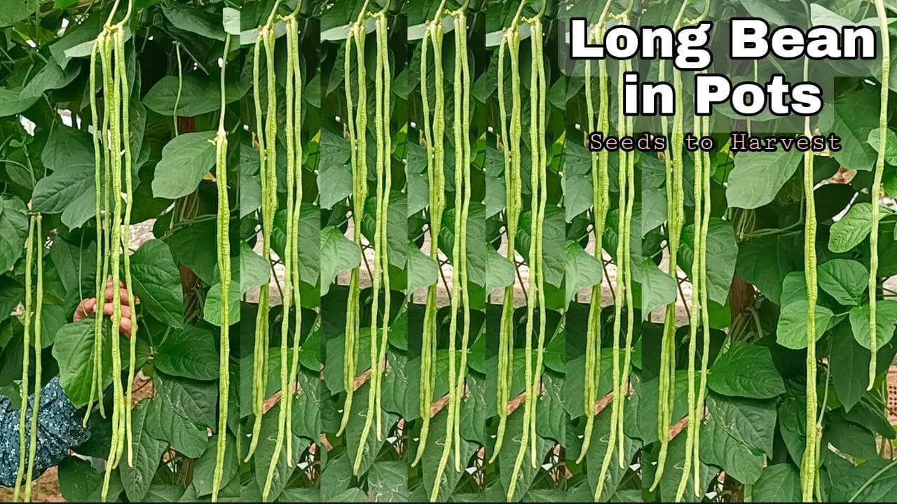 Tips for Growing Long Beans at Home in Containers