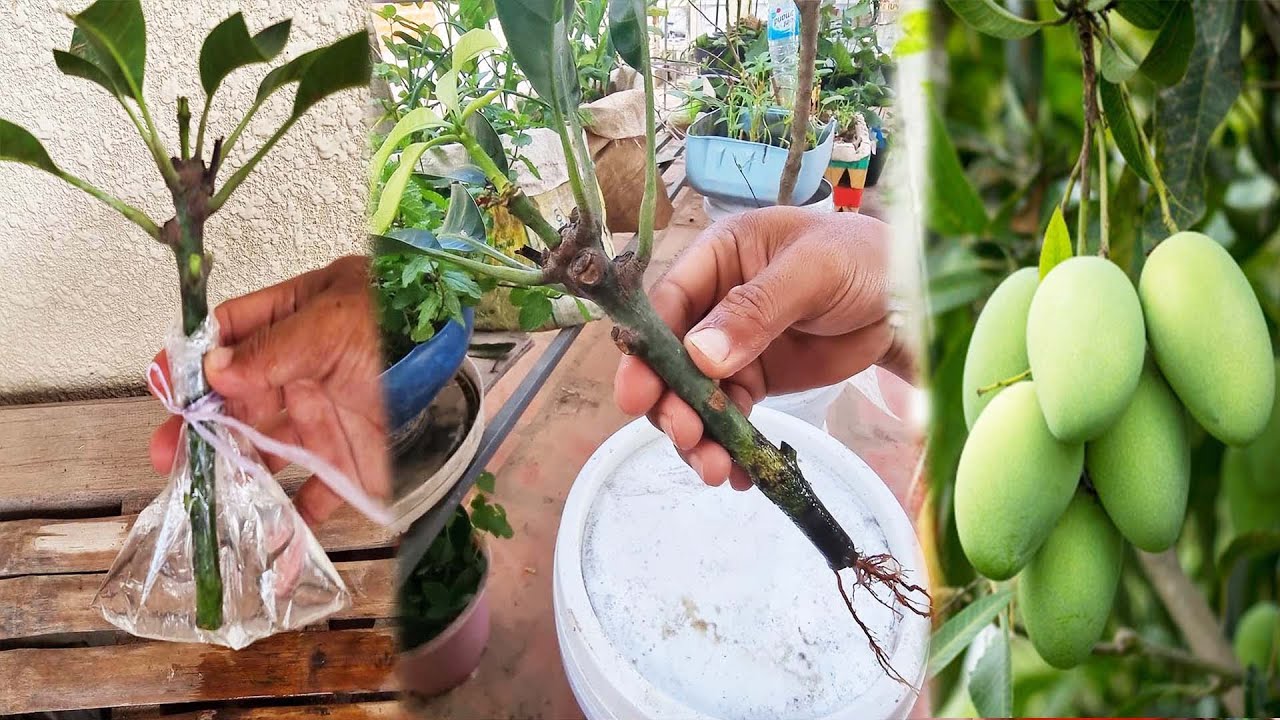 Methods for Water-Raised Mango Tree Propagation