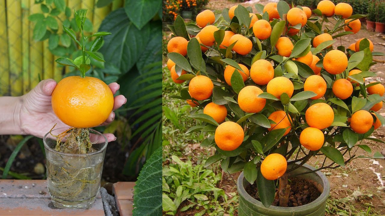 Best Way To Grow Orange Tree