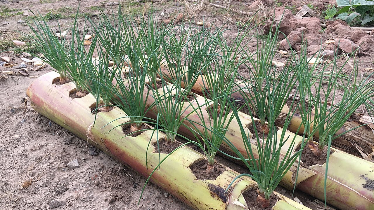 Green Thumbs Unite: Onion Harvests from Banana Trunks!