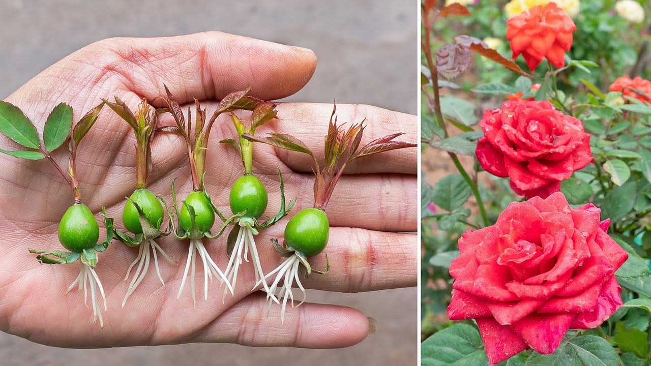 A Step-by-Step Guide to Growing Roses from Rose Calyx