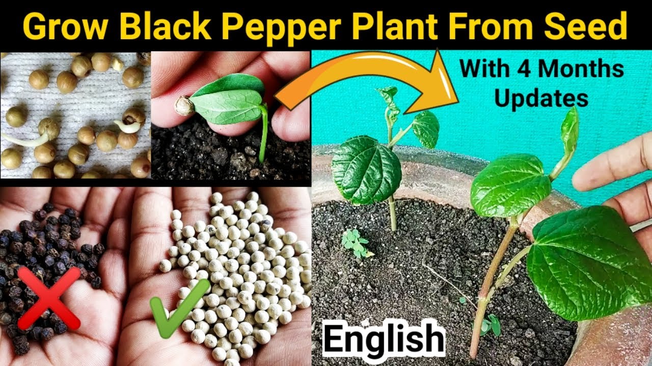 Growing Black Pepper from Seeds at Home: A Step-by-Step Guide