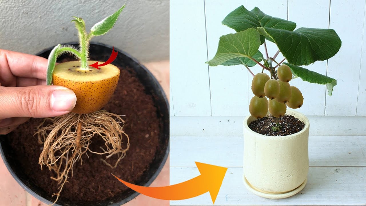 How to Grow Your Own Kiwis in a Pot – It’s Easier Than You Think!