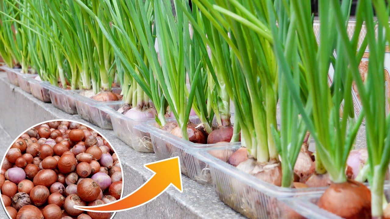 Grow Fresh Green Onions Without a Garden – Harvest Every 2 Weeks!