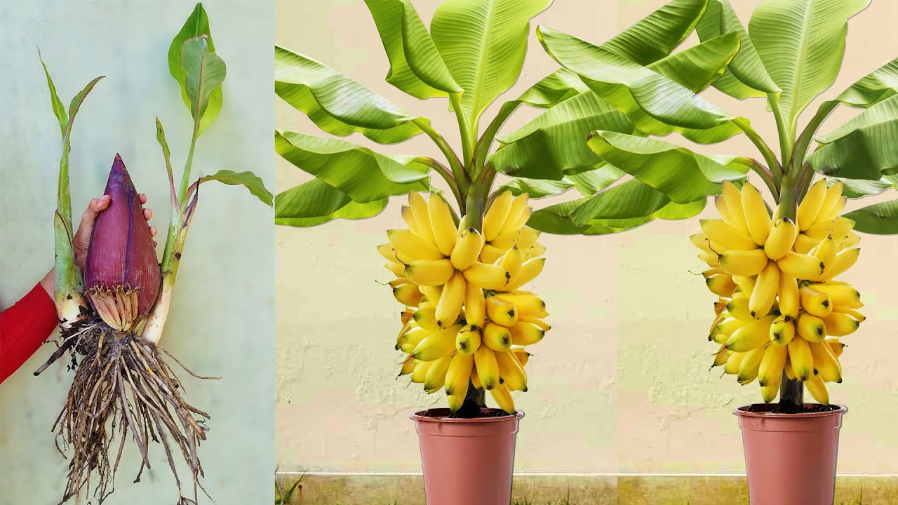 How to grow banana trees