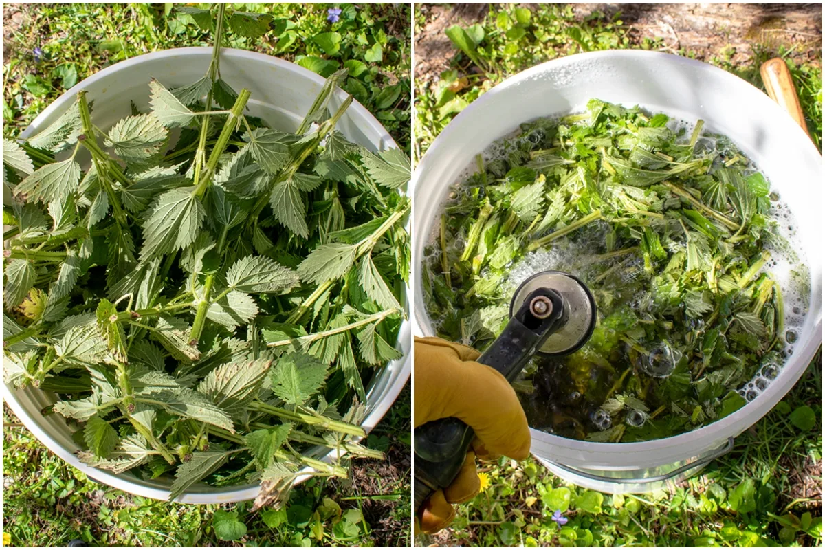 Elevating Sustainable Agriculture: The Multifaceted Benefits of Nettle Fertilizer Pesticide