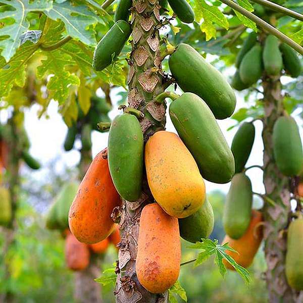 The Secret to Growing Abundant Papaya in Pots at Home