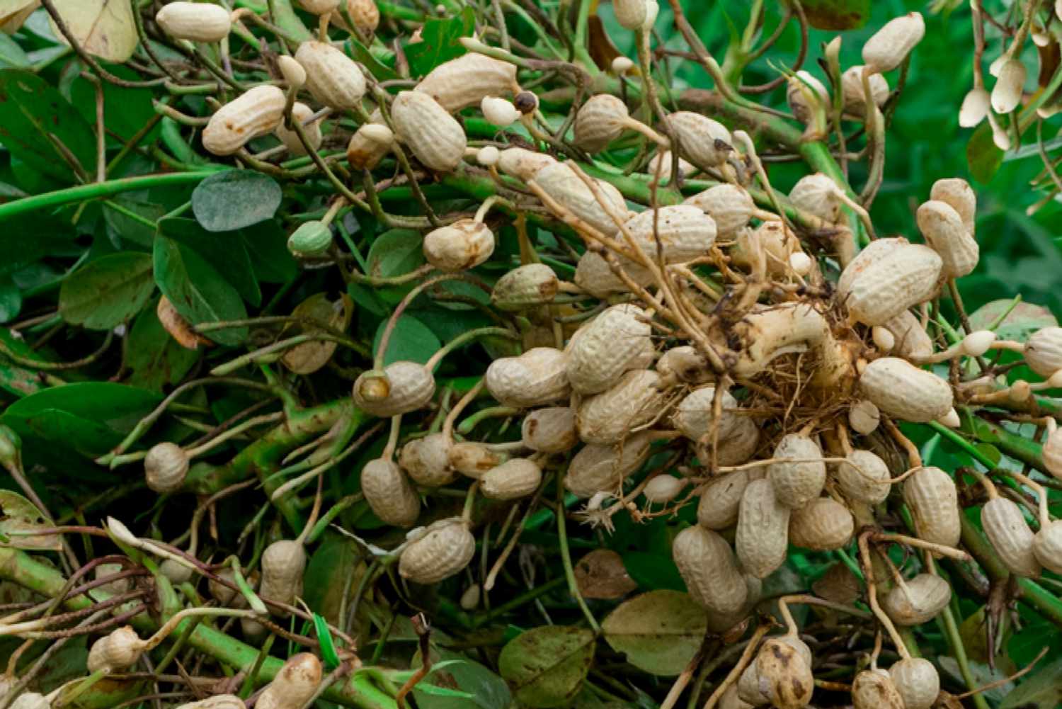 How to Grow Delicious Peanuts in Your Own Backyard