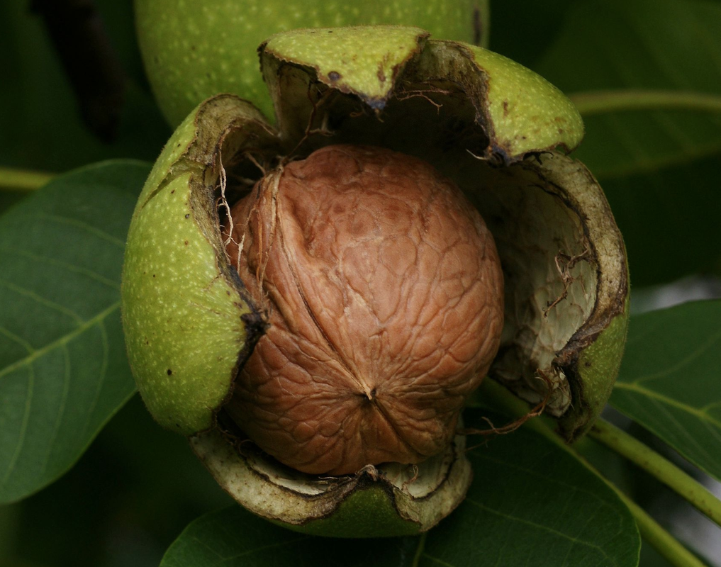 Walnut Shells: The Secret Weapon for Your Plants in February