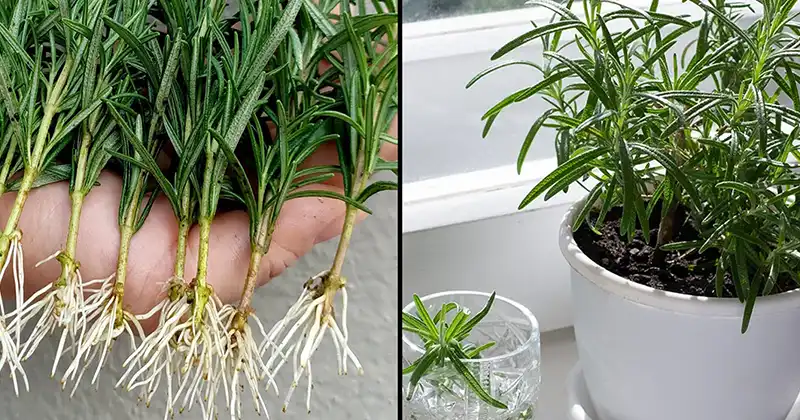 Growing Fragrant Rosemary in Your Kitchen