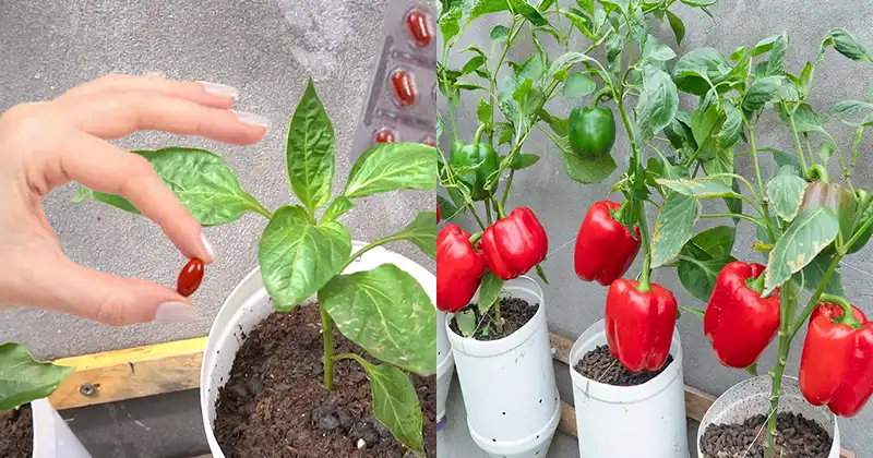 Secret Tips for Growing Perfect Peppers at Home